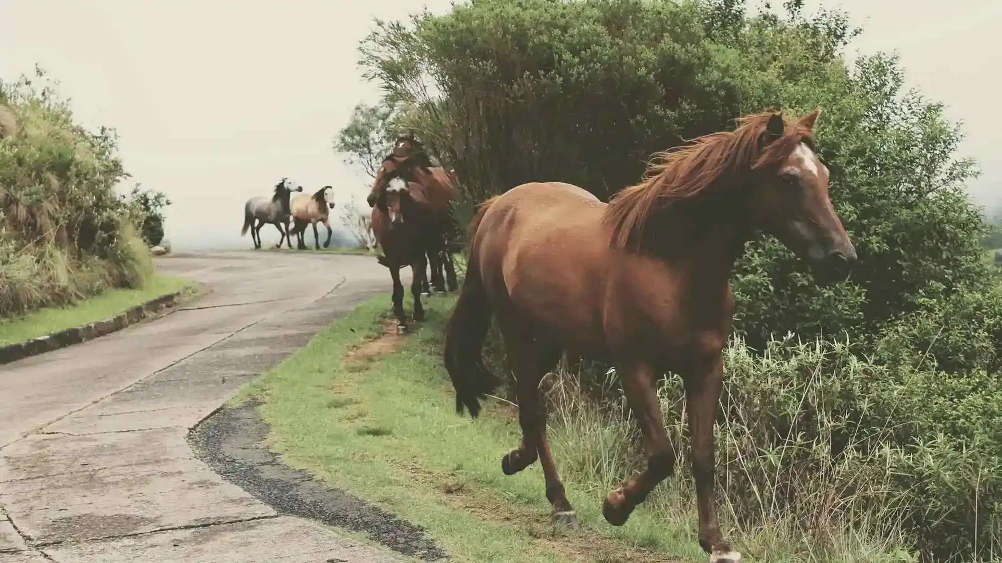 Equus coaching session with horses at San Diego Trail Company