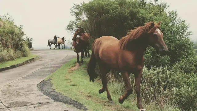 Equus Coaching