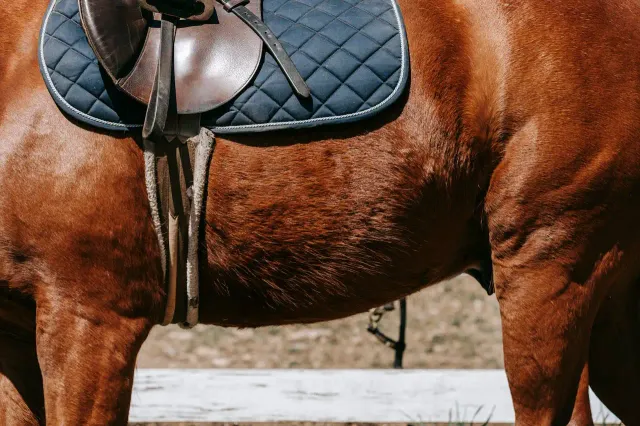 Horseback Riding Near Me in San Diego