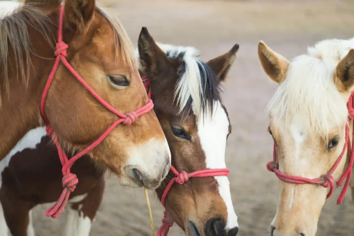 How horse lessons can improve student focus and academic performance?