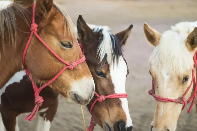 How horse lessons can improve student focus and academic performance?
