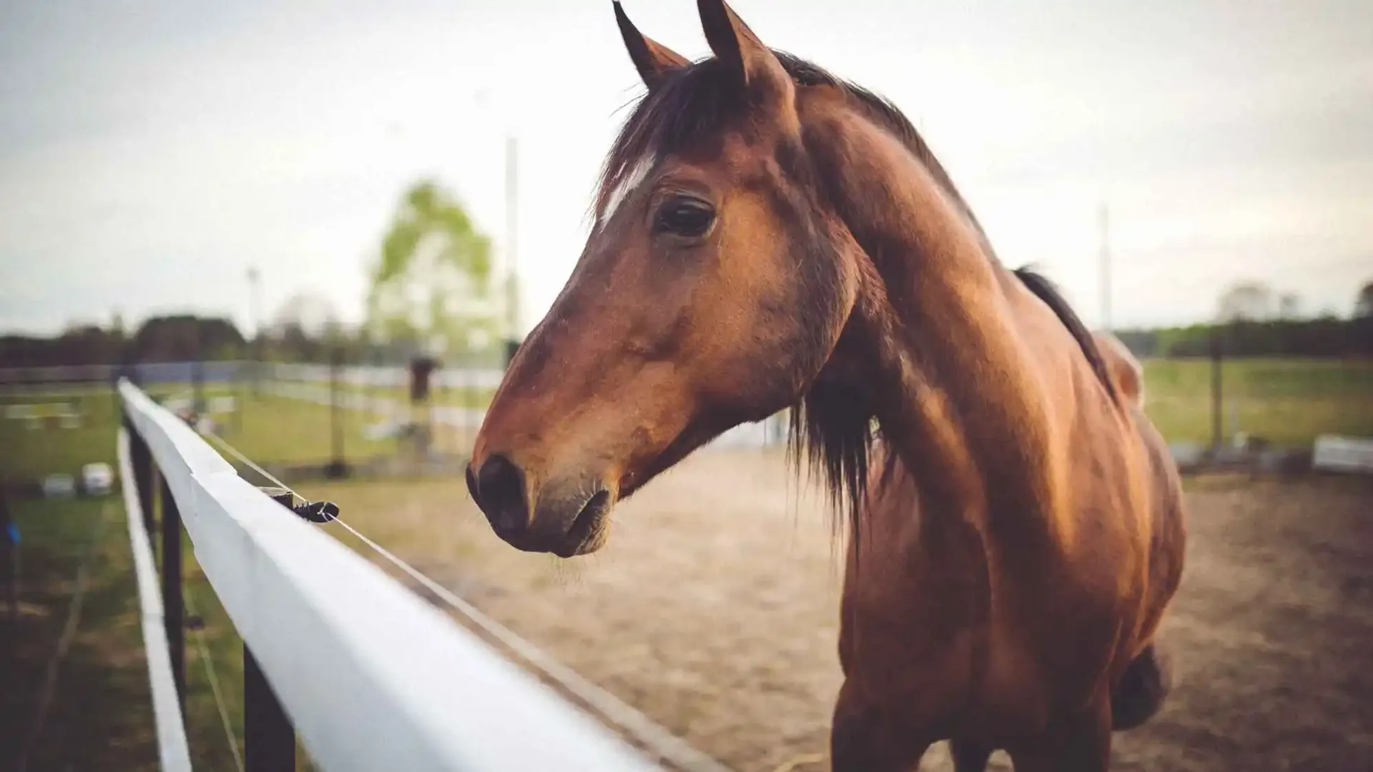 Horses available for sale at San Diego Trail Company
